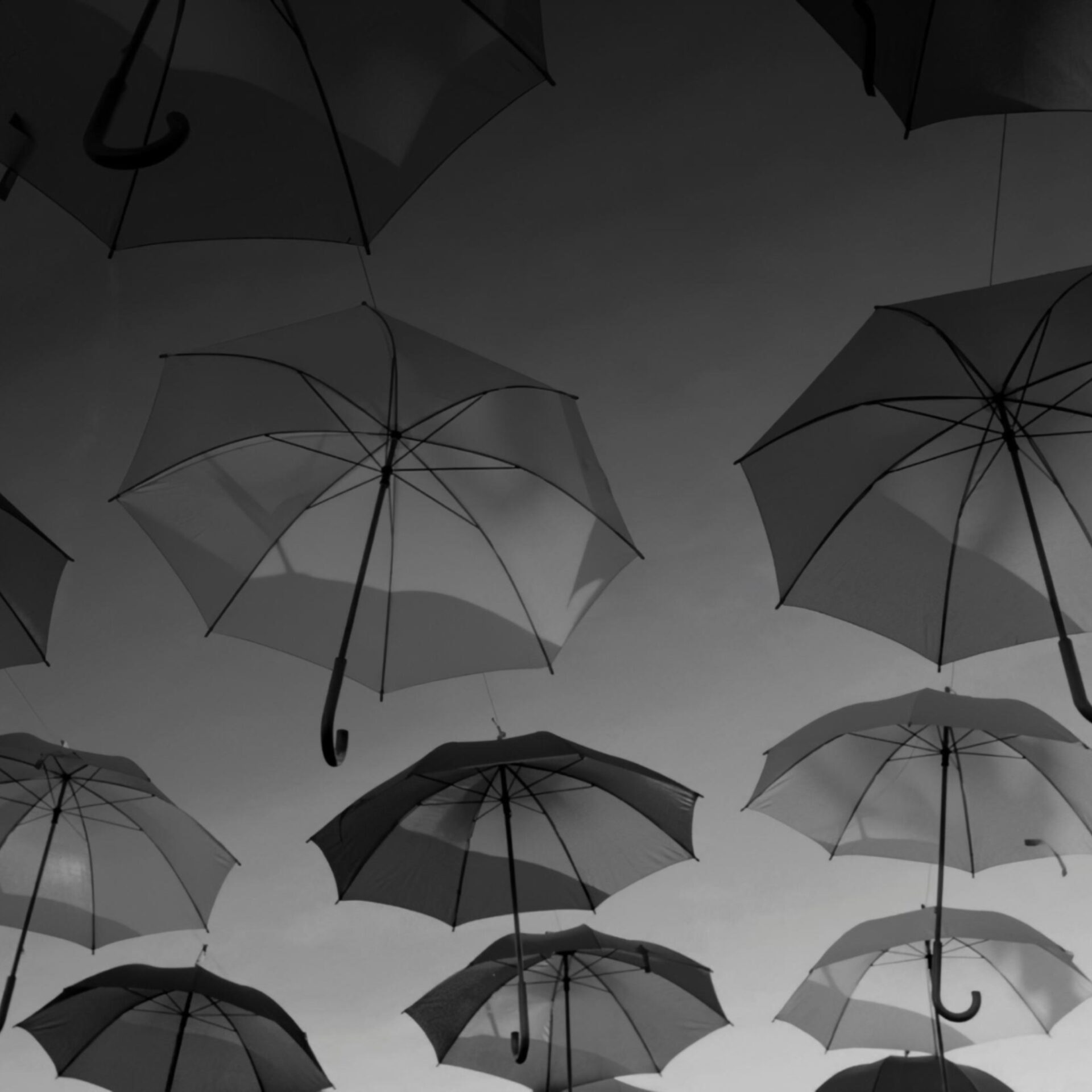 Purpose x Culture extract